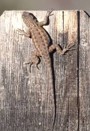 Lounging With Lizards