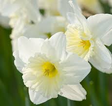 Don't worry if the spacing isn't. Narcissus Ice Follies Large Cupped Daffodil