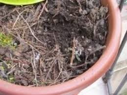 Risultati immagini per terriccio vaso