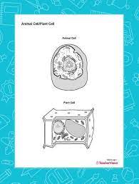 Browse and print this new collection of free coloring pages and make your biology class more fun and printable animal cell diagram labeled unlabeled and blank. Animal Cell Plant Cell Blank Printable Printable 6th 12th Grade Teachervision