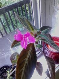 Plectranthus ciliatus (candlestick plant, blue spur flower) develops a purple underside in strong light; Plant Id Forum Pink Flower Long Green Leaf Seems Indoor Garden Org