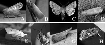 When gypsy moths are in the caterpillar stage they can be killed on your crop with approved insecticide sprays. Insect Pest Management Springerlink