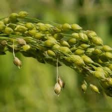 Image result for Panicum subalbidum