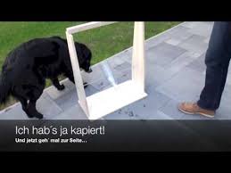 Hunde lieben geschützte höhlen, die ihnen überblick bieten und in denen sie sich geborgenfühlen. Einfach Geniales Hundespielzeug Zum Selberbauen By Tom Tomtom