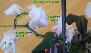 They protect the flower from injury during bud condition. Expert Guide To Orchid Care For The Amateur Phalaenopsis