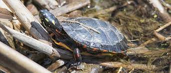 Turtles Breathe Out Of Their Butt Office For Science And Society Mcgill University
