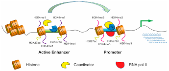 Maybe you would like to learn more about one of these? Cells Free Full Text Enhancer Dysfunction In 3d Genome And Disease Html