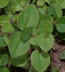 Image result for Vandellia diffusa