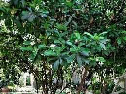 Image result for Xylotheca tettensis