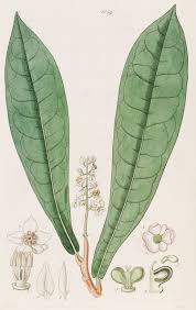 Image result for Stadmannia