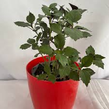 Image result for Monadenium laeve