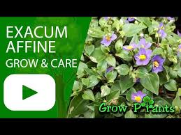 Image result for Exacum