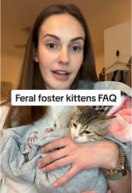 Cuddly Foster Kittens: Your FAQs Answered