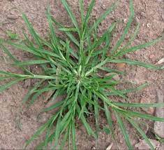 Maybe you would like to learn more about one of these? Rumput Teki Taksonomi Morfologi Dampak Buruk 11 Manfaat