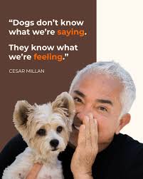 Dogs don't follow words. They follow the energy behind your emotions.  ------ Los perros no se guían por las palabras. Siguen la energía detrás de  tus emociones.