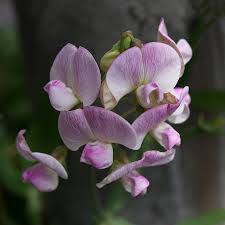 Image result for Lathyrus odoratus