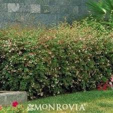 Propagationroot tip cuttings in early spring or late summer. Glossy Abelia