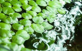 Other toys like live plants or moss balls. 22 Easy Betta Fish Plants For Beginners The Complete Guide