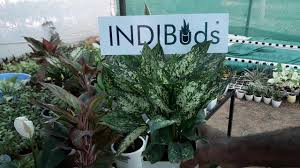 Best Indoor Plants In India For Decoration Nasa Approved House Plants Best Indoor Plants Plants Indoor Plants