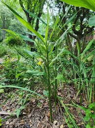 Image result for Aframomum angustifolium