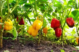 Wir geben tipps, wie du paprika anpflanzen kannst und worauf du bei der pflege der paprikapflanze achten musst. Gemuse Auf Dem Balkon Pflanzen 9 Gemusesorten Fur Anfanger Vorgestellt