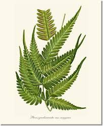 Image result for Pteris