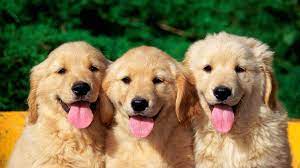 Here we have 10 figures about mlg dog 1080x1080 including images, pictures, models, photos, and more. 1920 X 1080 Dog Wallpapers Top Free 1920 X 1080 Dog Backgrounds Wallpaperaccess