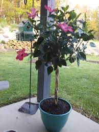 What is a braided hibiscus: Island Blooms 10 Inch Hibiscus Braid Cork Walmart Com Walmart Com