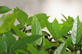 アオキはどんな植物 アオキの葉や実の特徴 庭木としての育て方などをご紹介 暮らし の