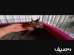 للبيع وشق cats animals