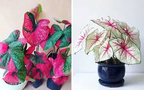 Kalau kamu tertarik, simak 9 rekomendasi jenis tanaman hias daun tercantik sekaligus harganya di bawah ini, yuk! Jenis Tanaman Hias Keladi Lengkap Dengan Harga Dan Cara Merawat