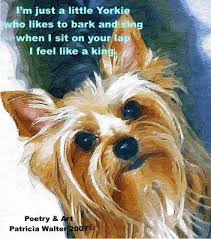 I M Just A Little Yorkie Who Likes To Bark And Sing When I Sit On Your Lap I Feel Like A King Yorkie Yorkshire Terrier Terrier