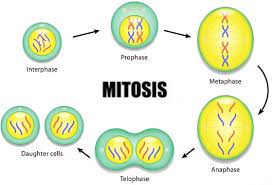 What happens in the five stages of mitosis? The 4 Stages Of Mitosis In Detail With Figures And Role In Cell Divison