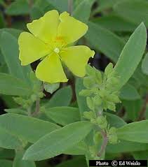 Orange and yellow flowers in florida. Yellow Florida Wildflowers Page 1 Of 3