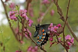 We did not find results for: Mexican Buckeye Ungnadia Speciosa Garden Org