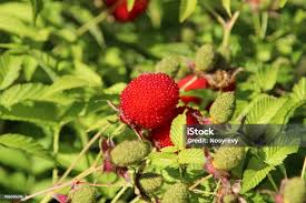 Image result for Rubus rosifolius