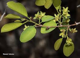 Image result for Pseudolachnostylis maprouneifolia