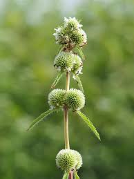 Image result for Hyptis