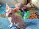 Sphynx Care Guide - Sphynx Express
