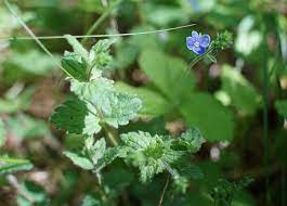Maybe you would like to learn more about one of these? The Nhbs Guide To Uk Wild Flower Identification