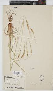 Image result for Tristachya rehmannii