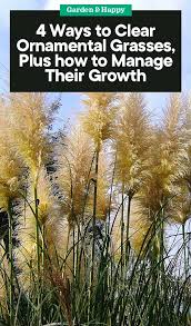 Ornamental grasses are valuable landscape features. 4 Ways To Clear Ornamental Grasses And How To Manage Their Growth Garden And Happy