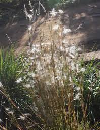 Image result for Andropogon africanus