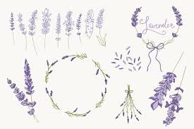 Lavender Clip Art Vectors Flower Drawing Lavender Tattoo Wedding Band Tattoo