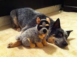 Pin On Animals We Love