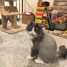 © 2021 wagging tails pet resort. The Pet Spa Pet Groomers 1565 Cliff Rd Eagan Mn Phone Number
