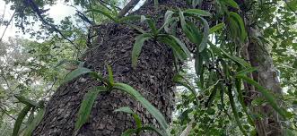 Image result for Orthochilus euanthus