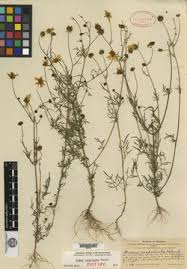 Image result for Bidens baumii