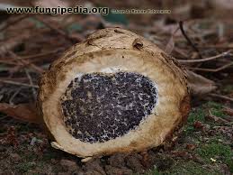 Image result for Scleroderma polyrhizon