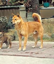 We look for perfect, loving homes for our dogs in the united states. Korean Jindo Wikipedia